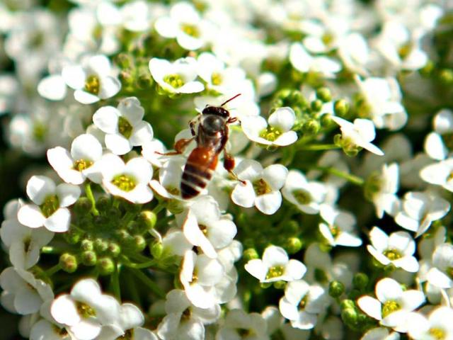A bee hovers over a flower during the flower show at Garden of Five Senses in New Delhi. HT Photo/Jasjeet Plaha