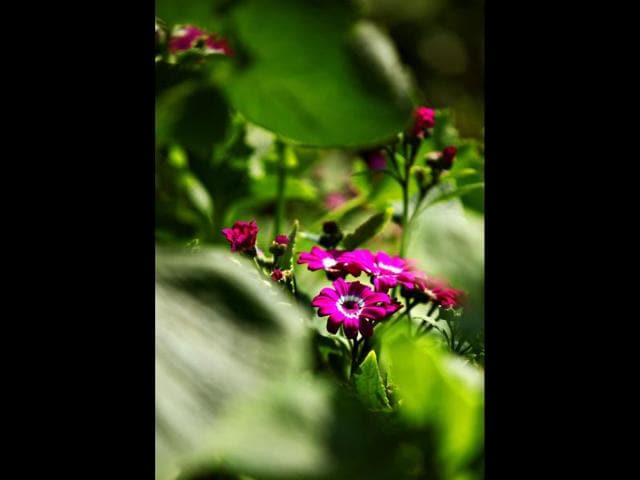 Beautiful blossomed flowers captured during the flower show at Garden of Five Senses in New Delhi. HT Photo/Jasjeet Plaha