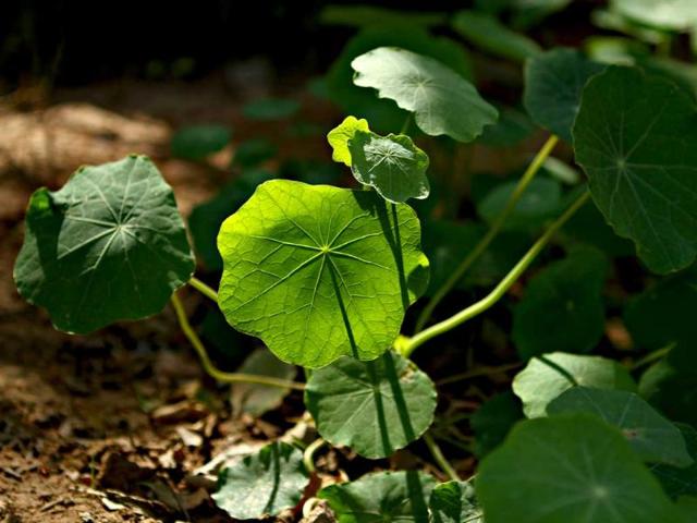 Nasturium leaves captured during the flower show at Garden of Five Senses in New Delhi. HT Photo/Jasjeet Plaha