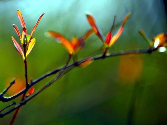 Beautiful blossomed flowers captured during the flower show at Garden of Five Senses in New Delhi. HT Photo/Jasjeet Plaha