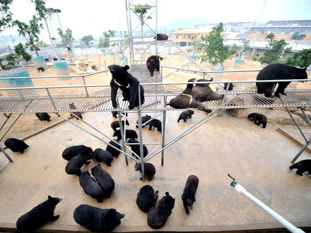 Bears are seen at one of the traditional Chinese medicine company Guizhentang's controversial bear bile farms in Hui'an, southeast China's Fujian province. Bear bile has long been used in China to treat various health problems, despite skepticism over its effectiveness and outrage over the bile extraction process, which animal rights group say is excruciatingly painful for bears. AFP Photo