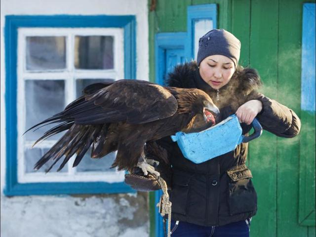 Makpal Abrazakova, 25, feeds her golden eagle Akzhelke at her home in Aksu-Ayuly in central Kazakhstan. Makpal, who is professionally trained as a lawyer, is the only female eagle hunter in Kazakhstan. She started learning falconry from her father at the age of 13. REUTERS/Shamil Zhumatov