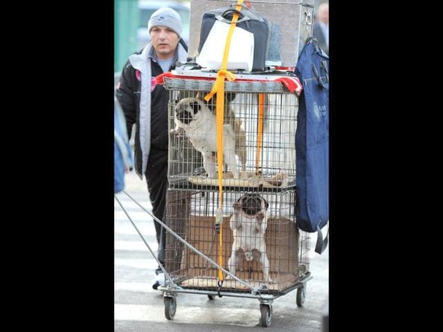 Owners arrive with their dogs for the first day of the Crufts dog show in Birmingham, in central England. The annual event sees dog breeders from around the world compete in a number of competitions with one dog going on to win the "Best in Show" category. AFP Photo/Andrew Yates