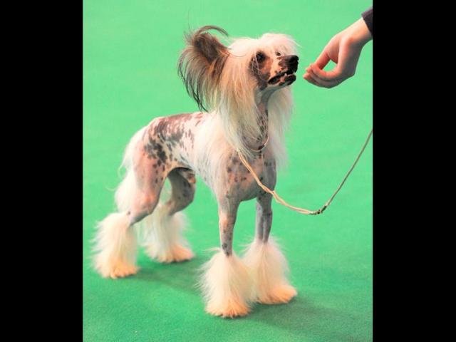 A Chinese Crested dog performs at the Crufts dog show in Birmingham, in central England. The annual event sees dog breeders from around the world compete in a number of competitions with one dog going on to win the "Best in Show" category. AFP Photo/Andrew Yates