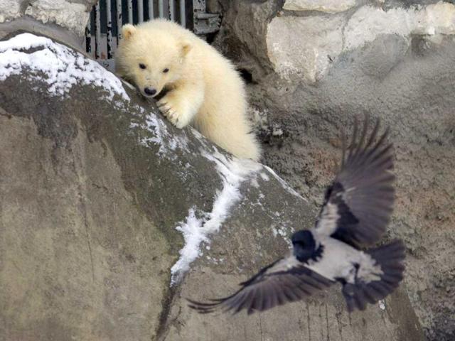 One of three polar bear cubs born in November last year, tries to hunt at the Moscow Zoo. AP Photo/Alexander Zemlianichenko