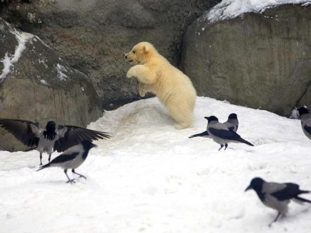 One of three polar bear cubs born in November last year, tries to hunt at the Moscow Zoo. AP Photo/Alexander Zemlianichenko
