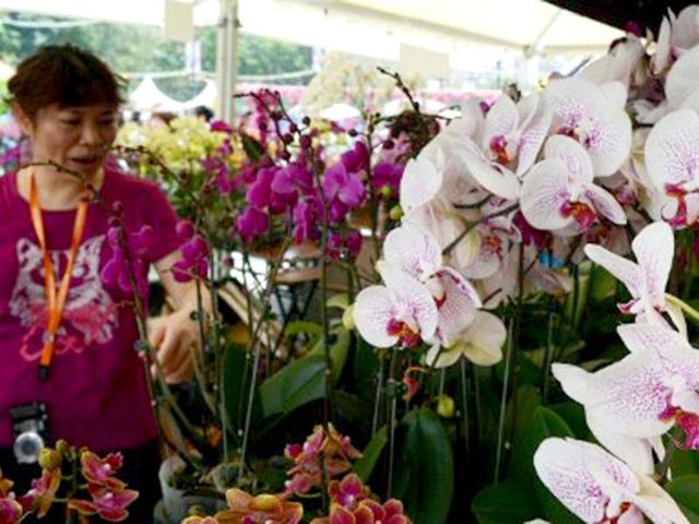 A woman looks at various orchids on display during the Hong Kong Flower Show. The Hong Kong Flower Show is a major event organised by the Leisure and Cultural Services Department to promote horticulture and the awareness of greening. AFP Photo/Laurent Fievet