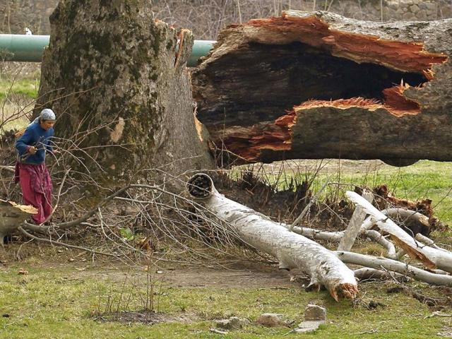 A woman collects wood from a damaged Chinar tree during a wind storm inside Nishat Garden on the outskirts of Srinagar. A strong wind storm caused heavy destruction to civilian properties and uprooted many trees and electric poles. Reuters/Fayaz Kabli