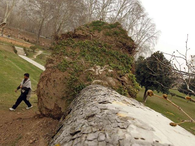 A man walks past an uprooted Chinar tree during a wind storm inside Nishat Garden on the outskirts of Srinagar. A strong wind storm caused heavy destruction to civilian properties and uprooted many trees and electric poles. Reuters/Fayaz Kabli