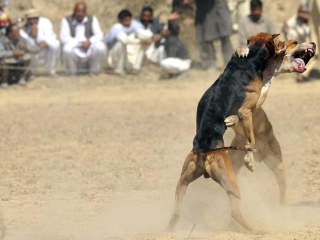 Fighting dogs lunge at each other during a match in Tangdhe Sayedan, 110 kilometres east of Islamabad. AFP/Aamir Qureshi