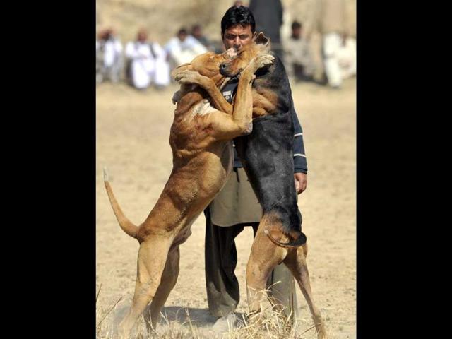 Dogs lunge at each other during a fighting match in Pakistan. AFP/Aamir Qureshi
