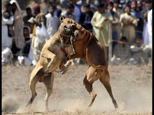Dogs lunge at each other during dog fighting match in Tangdhe Sayedan, a village 110 kilometres east of Islamabad. AFP/Aamir Qureshi