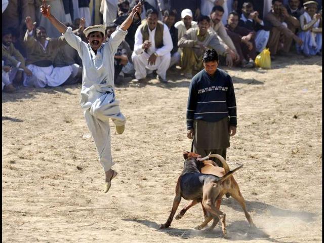 A man celebrates after his dog wins a fight during a dog-fighting match in Tangdhe Sayedan, 110 kilometres east of Islamabad. AFP/Aamir Qureshi