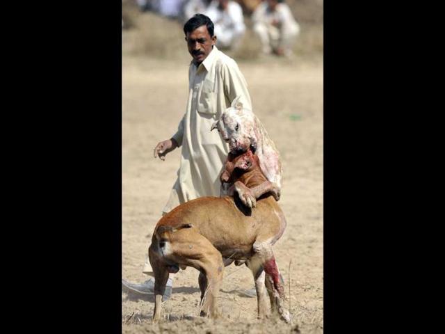 Fighting dogs lunge at each other as a handler looks on during a dog fighting match in Tangdhe Sayedan, a village in the breadbasket province of Punjab, 110km east of Islamabad. AFP/Aamir Qureshi