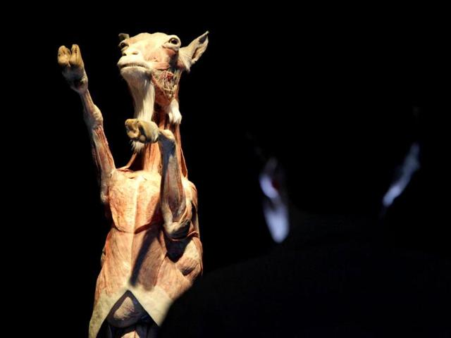 A man poses next to a plastinated goat during the media viewing for the exhibition "Animal Inside Out" at the Natural History Museum in London. The exhibition which runs from April 6 to September 16 features almost 100 specimens showing intricate anatomical detail. REUTERS/Stefan Wermuth