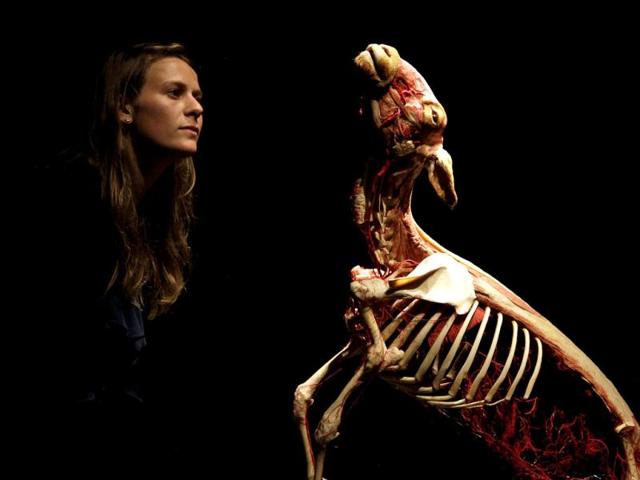 An employee poses next to a plastinated sheep during the media viewing for the exhibition "Animal Inside Out" at the Natural History Museum in London. The exhibition which runs from April 6 to September 16 features almost 100 specimens showing intricate anatomical detail. REUTERS/Stefan Wermuth.