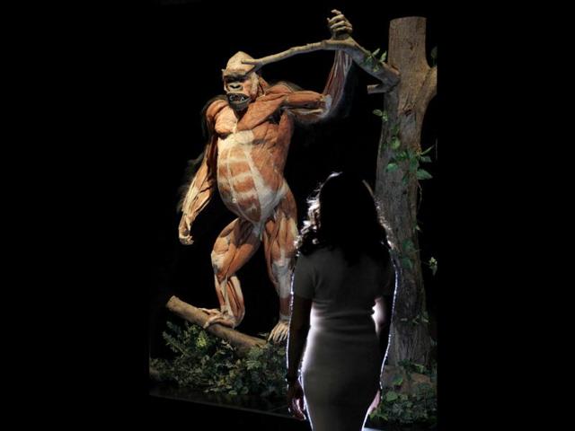 A employee poses next to a plastinated gorilla during the media viewing for the exhibition "Animal Inside Out" at the Natural History Museum in London. The exhibition which runs from April 6 to September 16 features almost 100 specimens showing intricate anatomical detail. REUTERS/Stefan Wermuth