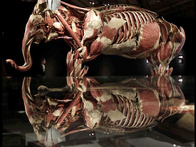 A girl poses next to a plastinated elephant during the media viewing for the exhibition "Animal Inside Out" at the Natural History Museum in London. The exhibition which runs from April 6 to September 16 features almost 100 specimens showing intricate anatomical detail. REUTERS/Stefan Wermuth