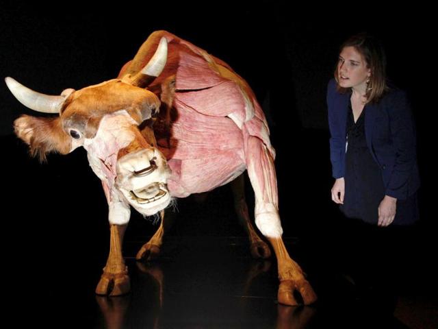 An employee poses next to a plastinated bull during the media viewing for the exhibition "Animal Inside Out" at the Natural History Museum in London. The exhibition which runs from April 6 to September 16 features almost 100 specimens showing intricate anatomical detail. REUTERS/UNI PHOTO