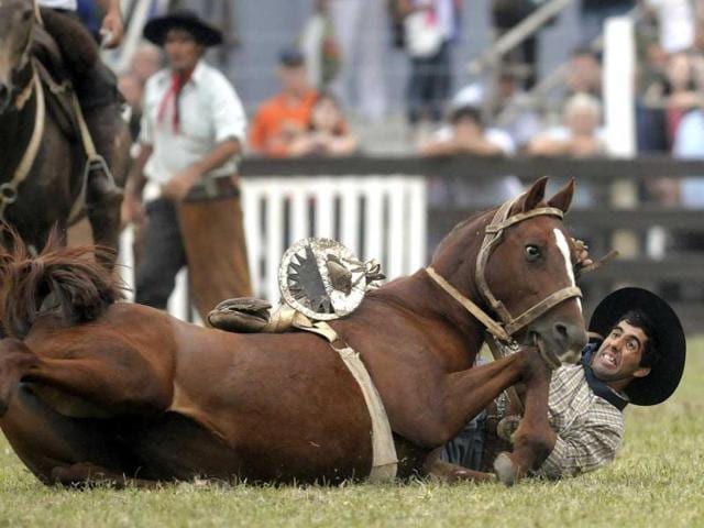 A gaucho or cowboy falls down after riding a horse during a rodeo competition in Montevideo, Uruguay. (AP Photo)