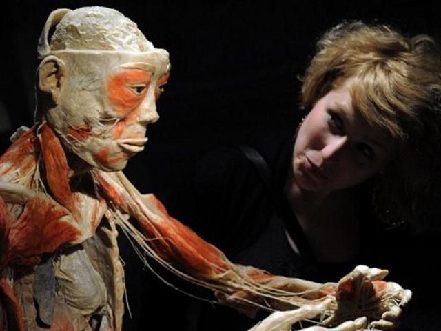 A visitor looks at a preserved human body in VAM Design Center of Budapest during an exhibition of the 'Bodies2'. AFP/Attila Kisbenedek