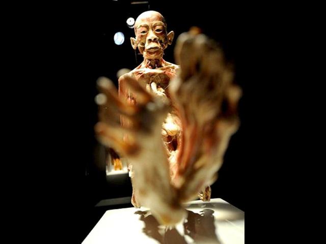 A preserved human body is dispalyed in VAM Design Center of Budapest during an exhibition of the 'Bodies2'. AFP/Attila Kisbenedek
