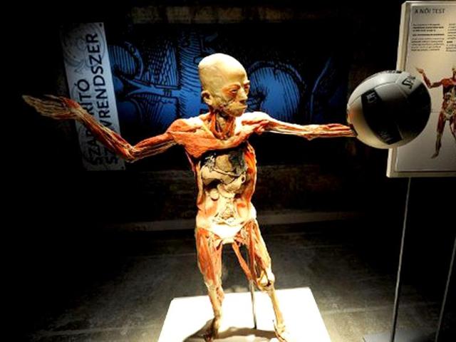 A preserved human body is displayed in VAM Design Center of Budapest during an exhibition of the 'Bodies2'. AFP/Attila Kisbenedek