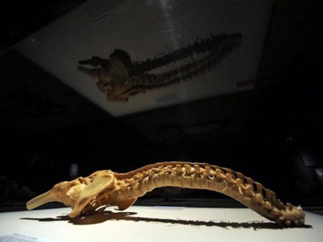A vertebral column and pelvis of a human body is displayed during the exhibition at Budapest. AFP/Attila Kisbenedek