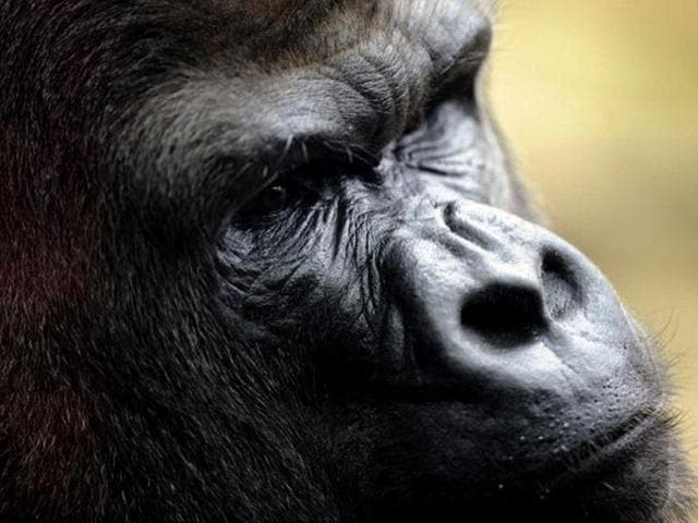 Ya Kwanza, a silverback gorilla male, stands in its enclosure "Gorilla's Camp" at the Amneville zoo, eastern France. Ya Kwanza arrived with seven other gorillas from other western zoos, as part of a the European breeding of Endangered species Programm (EEP) to promote their breeding. AFP PHOTO / JEAN-CHRISTOPHE VERHAEGEN