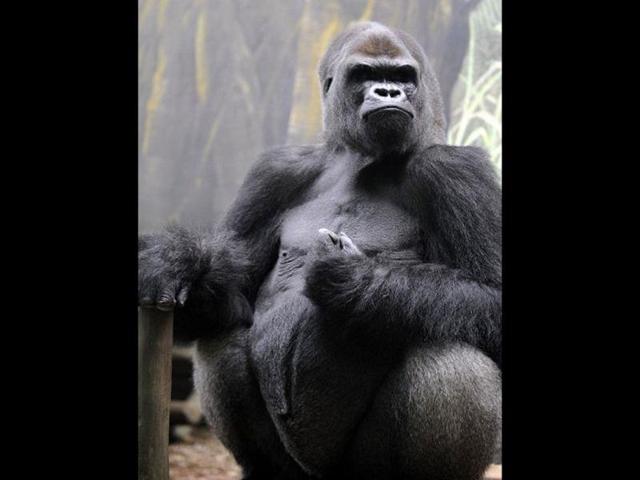 Ya Kwanza, a silverback gorilla male, sits in its enclosure "Gorilla's Camp" at the Amneville zoo, eastern France. Ya Kwanza arrived with seven other gorillas from other western zoos, as part of a the European breeding of Endangered species Programm (EEP) to promote their breeding. AFP PHOTO / JEAN-CHRISTOPHE VERHAEGEN
