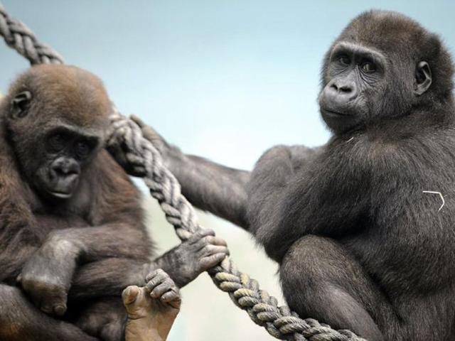 Two male gorillas are seen in the enclosure "Gorilla's Camp" at the Amneville zoo, eastern France. Ya Kwanza, a silverback gorilla male, also arrived with seven other gorillas from other western zoos, as part of a the European breeding of Endangered species Programm (EEP) to promote their breeding. AFP PHOTO / JEAN-CHRISTOPHE VERHAEGEN