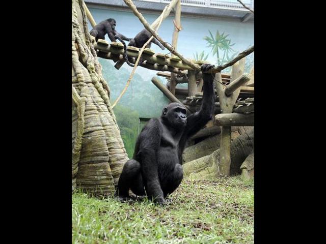 A gorilla male sits in the enclosure "Gorilla's Camp" at the Amneville zoo, eastern France. Ya Kwanza, a silverback gorilla male, also arrived with seven other gorillas from other western zoos, as part of a the European breeding of Endangered species Programm (EEP) to promote their breeding. AFP PHOTO / JEAN-CHRISTOPHE VERHAEGEN