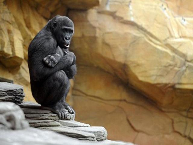 Gorillas are seen in the enclosure "Gorilla's Camp" at the Amneville zoo, eastern France. Ya Kwanza, a silverback gorilla male, also arrived with seven other gorillas from other western zoos, as part of a the European breeding of Endangered species Programm (EEP) to promote their breeding. AFP PHOTO / JEAN-CHRISTOPHE VERHAEGEN
