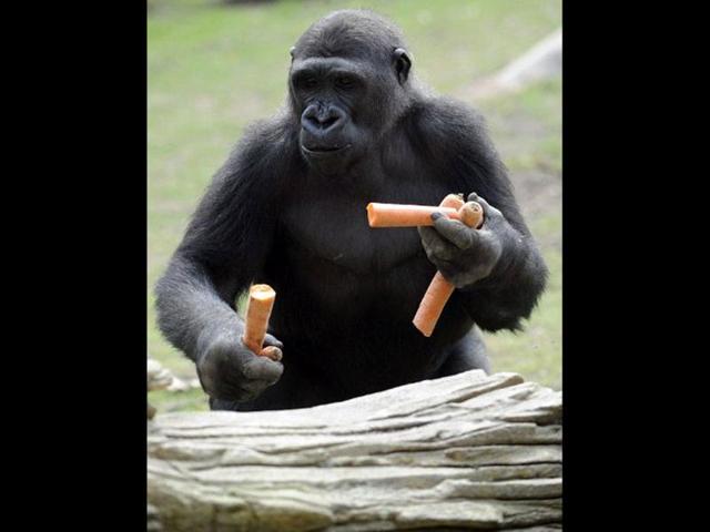 A gorilla male holds carrots in the enclosure "Gorilla's Camp" at the Amneville zoo, eastern France. Ya Kwanza, a silverback gorilla male, also arrived with seven other gorillas from other western zoos, as part of a the European breeding of Endangered species Programm (EEP) to promote their breeding. AFP PHOTO / JEAN-CHRISTOPHE VERHAEGEN