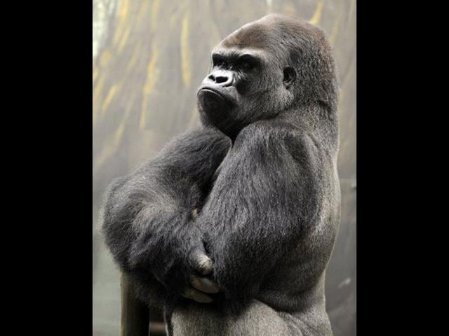Ya Kwanza, a silverback gorilla male, stands in its enclosure "Gorilla's Camp" at the Amneville zoo, eastern France. Ya Kwanza arrived with seven other gorillas from other western zoos, as part of a the European breeding of Endangered species Programm (EEP) to promote their breeding. AFP PHOTO / JEAN-CHRISTOPHE VERHAEGEN