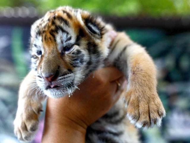 A two-week-old Siberian tiger cub is held after finishing her bottle of milk in Dade City, Florida. She has yet to be named. (AP Photo)