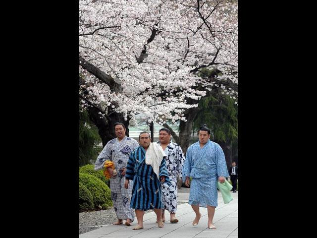 A group of sumo wrestlers walk under cherry blossoms at Yasukuni shrine in Tokyo. AFP/Richard A Brooks