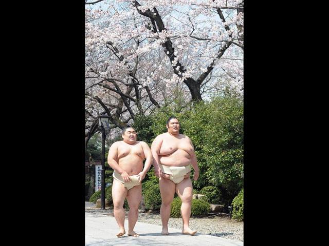 Sumo wrestlers walk under cherry blossoms in Tokyo. AFP/Richard A Brooks