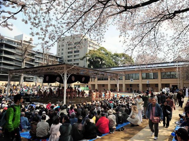 Members of the public sit under cherry blossoms as they watch an exhibition of sumo wrestling at Yasukuni shrine in Tokyo. AFP/Richard A Brooks