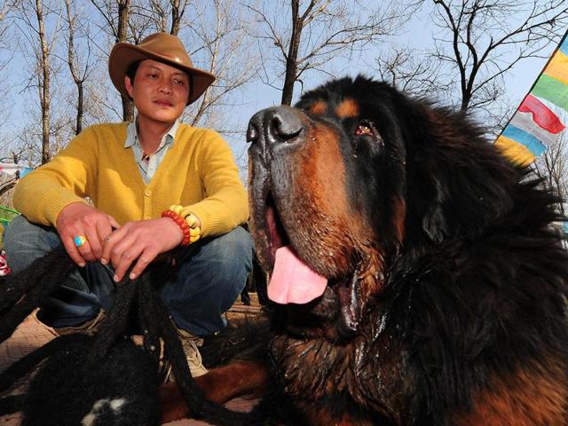This photo shows a pedigree Tibetan mastiff dog on display at a dog show in the town of Daxing near Beijing. The animals which have now become the world's most expensive are much prized in China where owning one is seen as a status symbol and a coal baron in northern China recently purchased one for ten million yuan (about 1,500,000 $). AFP PHOTO/Mark RALSTON