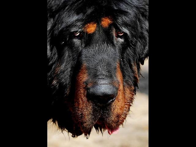 This photo shows a pedigree Tibetan mastiff dog which the owner values at over 1 million $, on display at a dog show in the town of Daxing near Beijing. The animals which have now become the world's most expensive are much prized in China where owning one is seen as a status symbol and a coal baron in northern China recently purchased one for ten million yuan (about 1,500,000 $). AFP PHOTO/Mark RALSTON