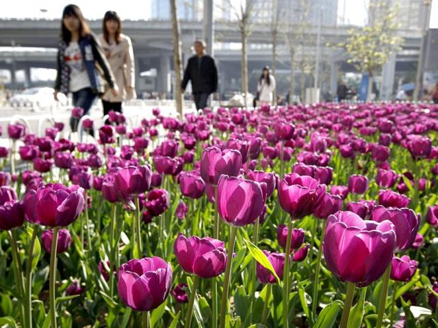 Pedestrians walk by tulips in full bloom in Beijing. AP Photo/ Vincent Thian