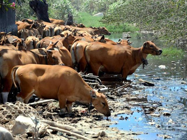 Cattle drink poluted water at a garbage dump in Denpasar. Earth Day, which is marked on April 22, is a day designed to inspire awareness and appreciation for the Earth's environment. AFP PHOTO / Sonny TUMBELAKA