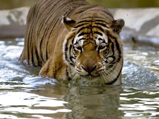 A tiger (Panthera tigris) is seen in a lake in the zoo of Cali, Colombia. Colombia has the second largest biodiversity in the world. Activists across the globe will celebrate Earth Day on April 22 with events aimed at bringing awareness of environmental concerns. AFP PHOTO/Luis ROBAYO