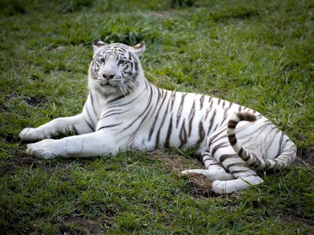 A white tiger (Panthera tigris) is seen at the zoo in Cali, Colombia. Colombia has the second largest biodiversity in the world. Activists across the globe will celebrate Earth Day on April 22 with events aimed at bringing awareness of environmental concerns. AFP PHOTO/Luis ROBAYO