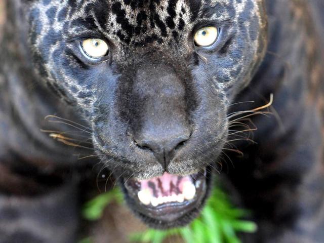 "Canuta", a female otorongo remains in Las Leyendas zoo, in Lima. "Canuta" and "Zamba", her twin sister, were born in captivity a year ago in the zoo, and were elected as symbol for the Earth Day. Otorongo is an Amazonian species and it is about to be considered in risk of extiction. Activists across the globe will celebrate Earth Day on April 22 with events aimed at bringing awareness of environmental concerns. AFP PHOTO/GERALDO CASO