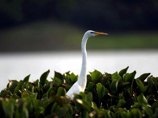 A Great Egret (Egretta thula) is seen at the Suchitlan lake, near the town of Suchitoto, 47 km east of San Salvador. The Suchitlan lake, an artificial lake formed by the Cerron Grande dam, is a natural shelter for wildlife in El Salvador. Activists across the globe will celebrate Earth Day on April 22 with events aimed at bringing awareness of environmental concerns. AFP PHOTO/JOSE CABEZA