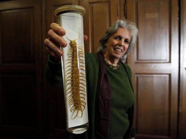 A scientist holds up a preserved poisonous centipede in a laboratory of the Naturhistorisches Museum Wien (Museum of Natural History) in central Vienna. Reuters Photo/Herwig Prammer