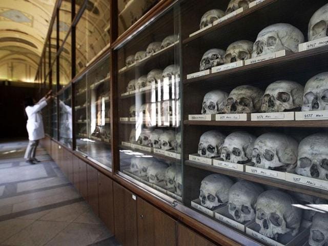 A staff member of the Naturhistorisches Museum Wien (Museum of Natural History) opens a showcase at the anthropologic department in central Vienna. Reuters Photo/Herwig Prammer