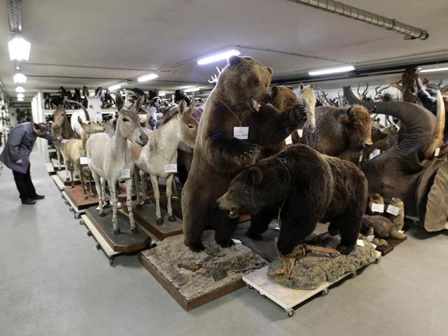 Mounted animals are stored in the attic of the Naturhistorisches Museum Wien (Museum of Natural History) in central Vienna. Reuters Photo/Herwig Prammer